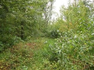 Property photo 4 - 20+/- Acres Offered in 3 Tracts - Real Estate Auction